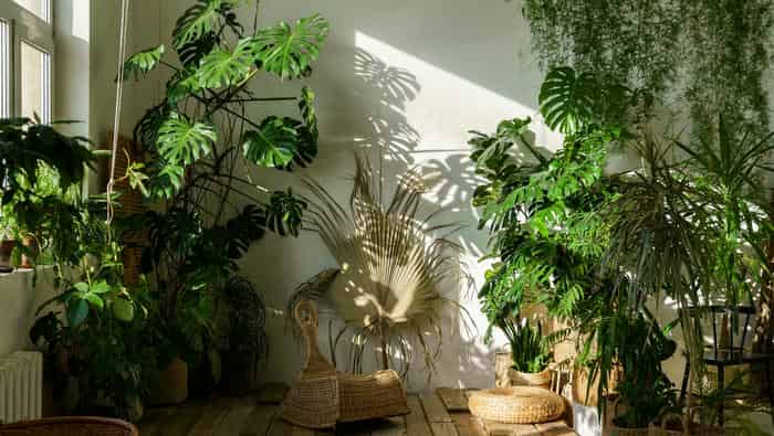 Top 10 Quà Doanh Nghiệp Bảo Vệ Môi Trường Năm 2024 1 Cây xanh giúp không gian thêm sức sống