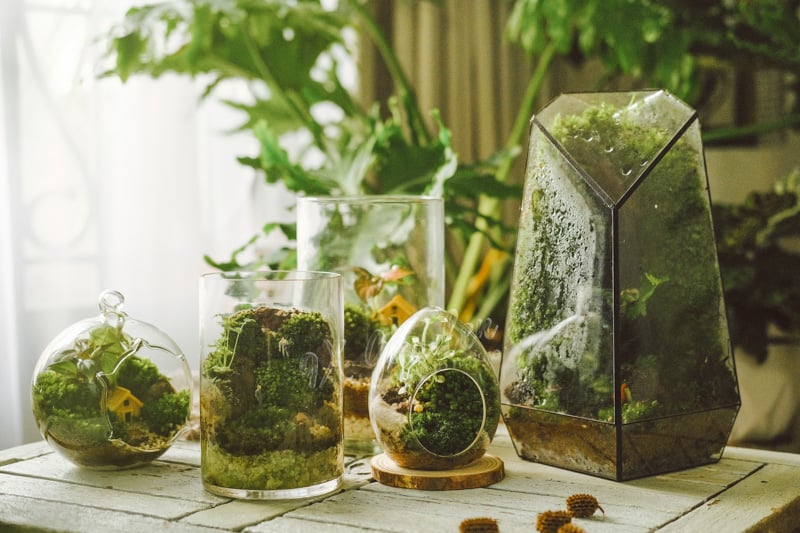 Top 10 Quà Doanh Nghiệp Bảo Vệ Môi Trường Năm 2024 5 Terrarium mang lại năng lượng tích cực